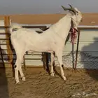 تيس ابيض مطور