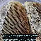 شمع عسل طلح تبوك البري ( عرض خاص )