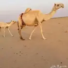 خلفه وضحى كفو