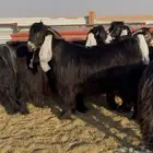معزا عوارض صنف