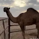 قعود على ولد غرنوق وأمه من البل وطيبه يحقق شهر 6