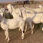 معزا بيض صنف