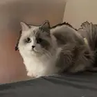 قطه او بسه