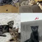 قطط للتبني