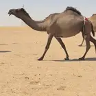 تم البيع