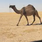 صفرا لقحه لها باللقاح 10 شهور