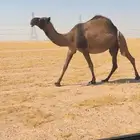 صفرا لقحه شبب