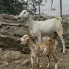 معزا برص فاخره جروم 2 عليها 2