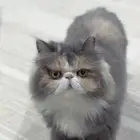 قطة للتبني