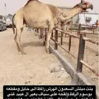 بنت مبلش السعدون القحه وراكظ الى حايل للبيع هجن