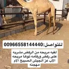 بنت عزالجيش راكض بيدها لقيه