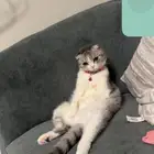 سكوتش فولد للتبني