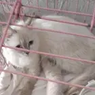 قطة ام مع بنتها للتبني مجانا