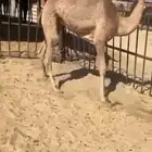 قعدان وبكار للبيع كفو فل التواصل اتصال