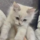 قطه شيرازيه