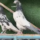 حمام باكستاني سخي