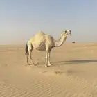 ضروبه وضحى كفو