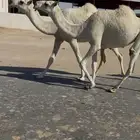 وضح بكار