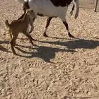 للبيع عنز خلفه