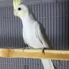 ذكر كروان كرمي فيس