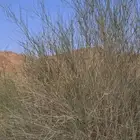 بذور مرخ