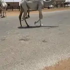 باتلي حق ابوه من فحول فنجال وام القعود عليانيه