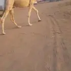 جمل أوضح مشروط له عقب طيب