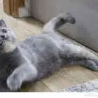 قطه سكوتش ستريت
