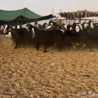 معزا عوارض فاخره((( تم البيع )))