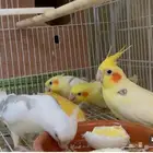 ذكر رد شك بصمه منتج