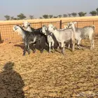 جفرات شهب اجروم وللون المميز تم البيع