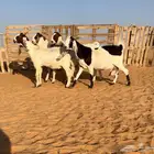 ماعز دفيع مطورات اجروم