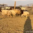 مواليد نعيم اعيالها كبار