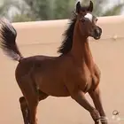 مطلوب مهره او فرس