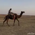 رحول ابل مجهم