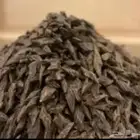 عود تايقر فتنامي