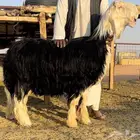 طلي نجدي خصم