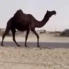 مجهم للقحه ام ثالث