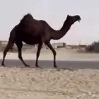 للقحه مجهم ام ثالث