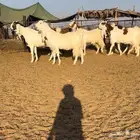 معزا مطورات فاخره((( تم البيع )))