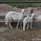 شاه حريه معها رخل