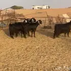 ماعز مصريات مجروم