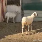 هرافى خروف ورخل