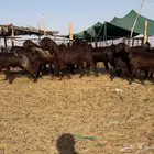 مراح معزا قبرصيات نوادر((( تم البيع)))