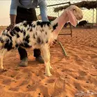 رخل نجديه صنف