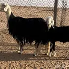 نجديه خصم تحتها طلي مشروع فحل