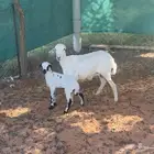 شاه جذعه متبع وبهم حري مهاجين