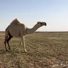 بكرة رمانيه وضحاء