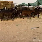 ماعز قبرصيات جم اصل