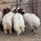 للبيع طليان نعيم بلدي